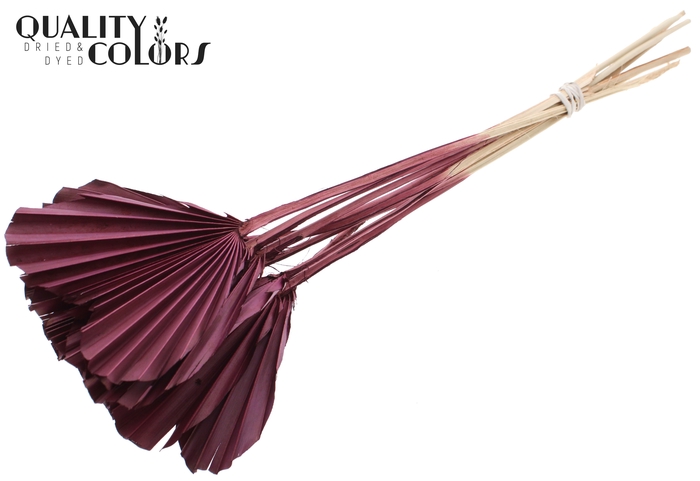 Palm Spear Heart per stem Burgundy