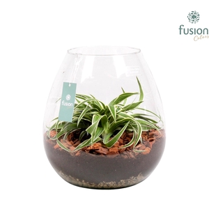 Green Bottle abby met groene planten
