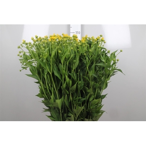 Rudbeckia Nitida