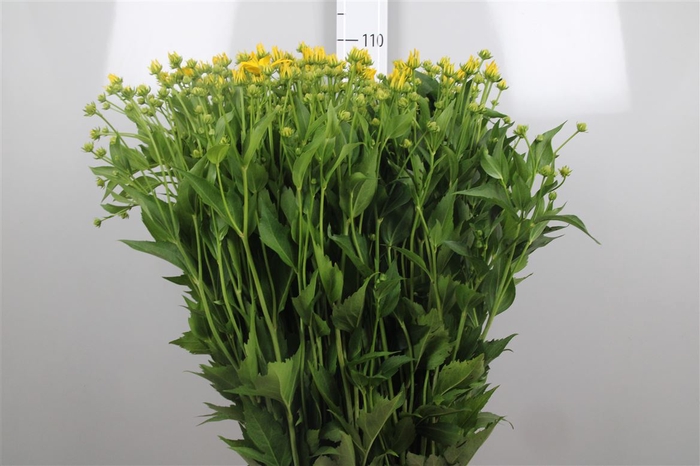 <h4>Rudbeckia Nitida</h4>