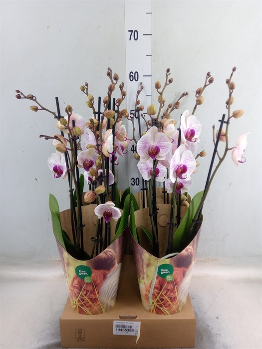 <h4>Phalaenopsis  'Ant Denver'</h4>