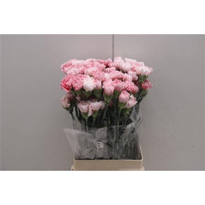 Di St Merletto Rosa