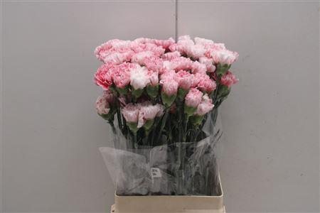 <h4>Di St Merletto Rosa</h4>