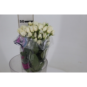ROSA SPRAY WHITE ROSEVER 050 CM