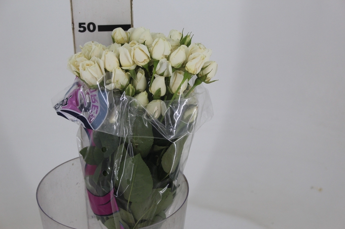 ROSA SPRAY WHITE ROSEVER 050 CM
