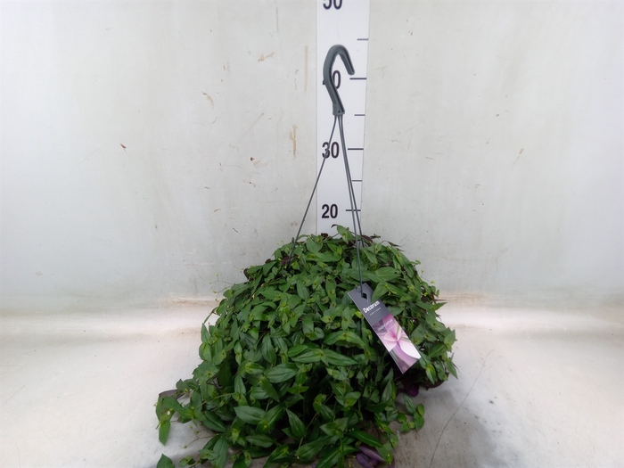 <h4>Tradescantia multiflora</h4>