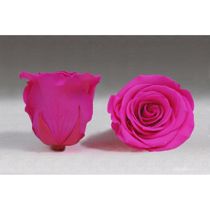 <h4>Rose stab. XL Pin-07</h4>