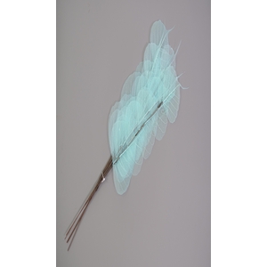 Dried Bleached Ficus Stem Light Blue