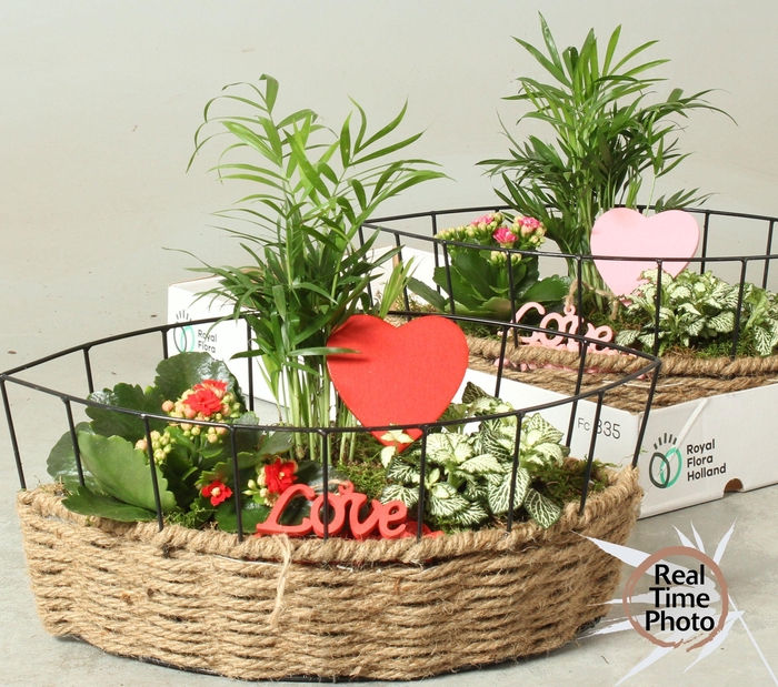 <h4>ARR KAMERPL</h4>