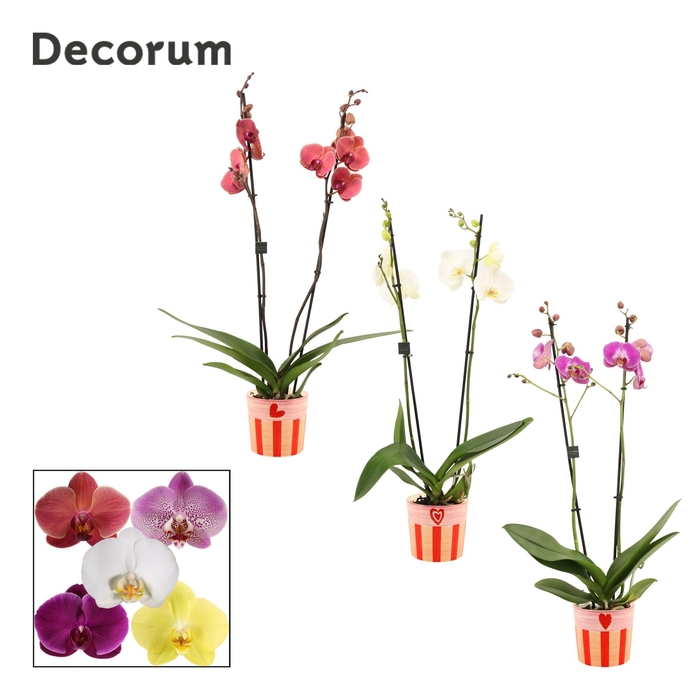 <h4>Phalaenopsis 2 tak 16+ mix in Romée (Sympathetic moods-collectio</h4>