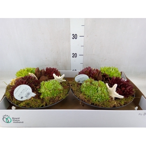 Arr.  Sempervivum L%