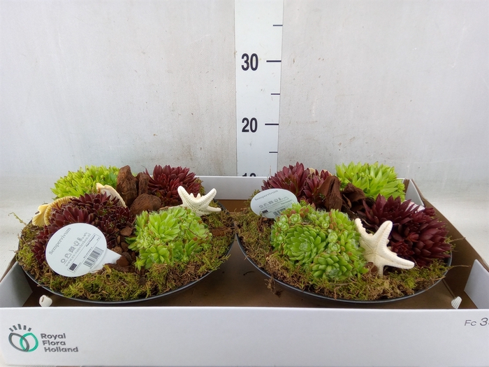 <h4>Arr.  Sempervivum L%</h4>