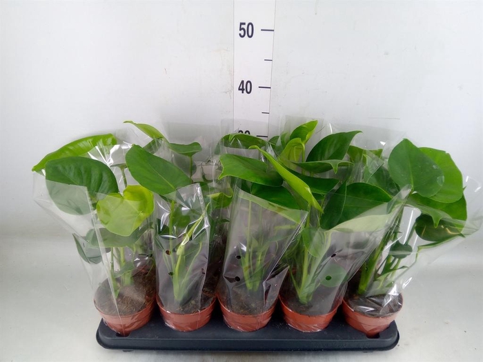 <h4>Monstera delic.</h4>