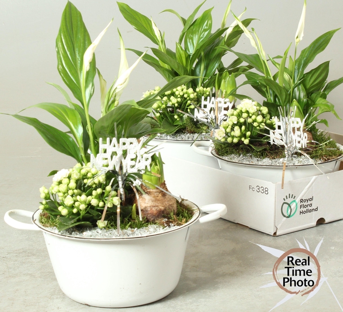 <h4>ARR KAMERPL</h4>