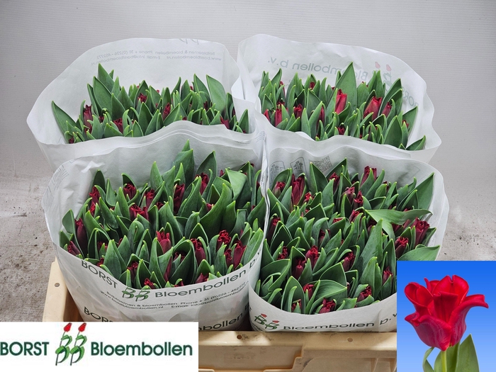 <h4>TU CO RED DRESS</h4>