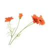 Papaver Orange