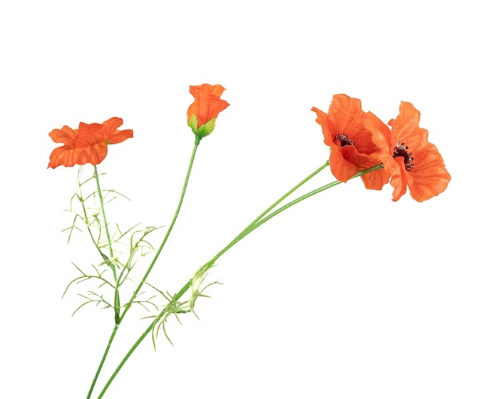 Papaver Orange