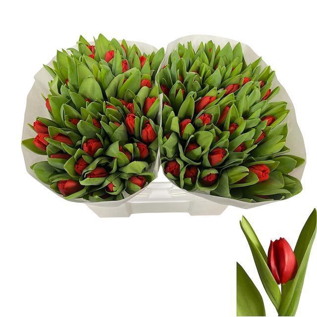 <h4>TU EN ESCAPE</h4>