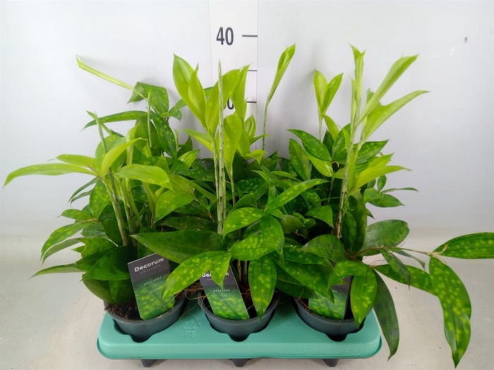 <h4>Dracaena surculosa</h4>