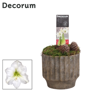 Hippeastrum Wit 2 Knop in Ompot Jane KERST (Decorum)