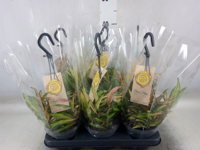 <h4>Hoya wayetii 'Tricolor'</h4>