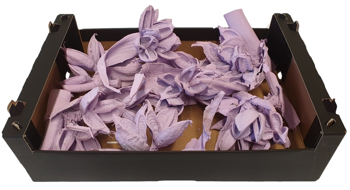 Sororoca heads 1 to 5 flowers 10pc in a box Pastel Purple