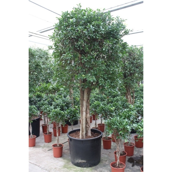 <h4>Ficus Nitida</h4>