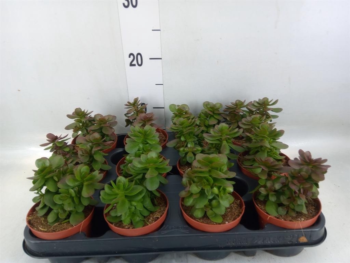 <h4>Crassula   ...</h4>
