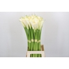 Zantedeschia Eydolls White