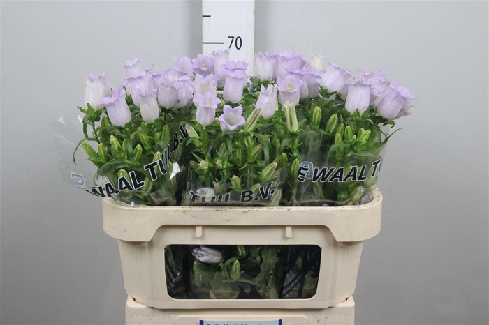 <h4>Camp M Champion Lavender</h4>