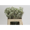 Kangaroo Paw Bush Diamond