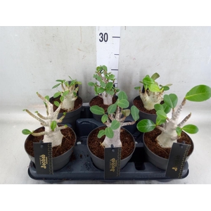 Adenium NB 'Ansu Baobab'