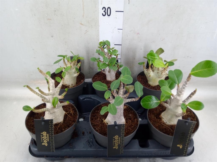 <h4>Adenium NB 'Ansu Baobab'</h4>