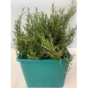 ROSMARINUS PROSTRATUS 250GR