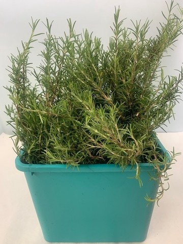<h4>ROSMARINUS PROSTRATUS 250GR</h4>