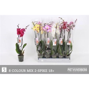 Phal Gem 8 Kl 2 Branches 18+ 50% Vert.