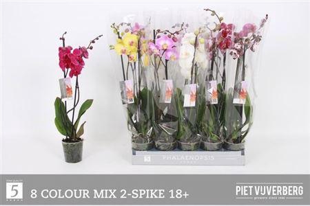 <h4>Phal Gem 8 Kl 2 Branches 18+ 50% Vert.</h4>