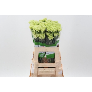 Di St Marty/ donker groen 60cm