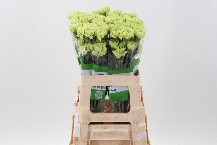 <h4>Di St Marty/ donker groen 60cm</h4>