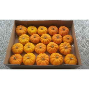 CUCURBITA PEPO 'JACK LITTLE'