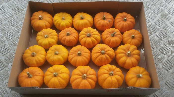 <h4>CUCURBITA PEPO 'JACK LITTLE'</h4>