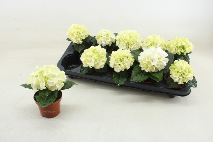 <h4>HYDR M HI ICE</h4>