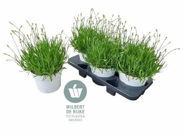 <h4>!! PROMO !! LAVAN AN AROMA WHITE P19</h4>