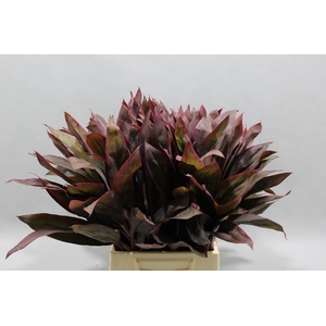 Cordyline Tips Red 55 Cm