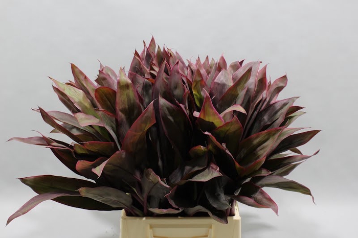 Cordyline Tips Red 55 Cm