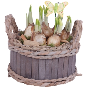 Bulbs Arr. Narcis Wooden Pot Round Waterhyacint Rim Ø19cm