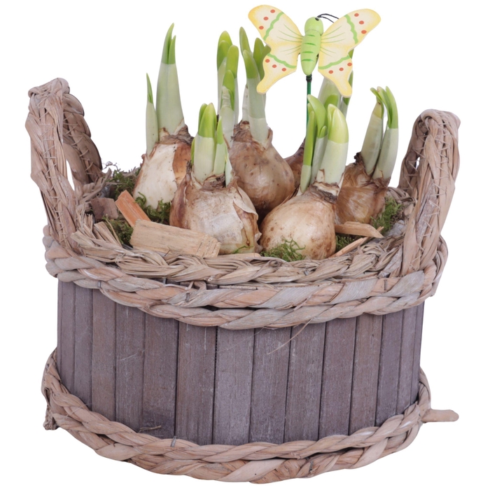 <h4>Bulbs Arr. Narcis Wooden Pot Round Waterhyacint Rim Ø19cm</h4>