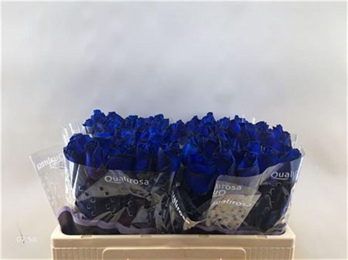 <h4>R Gr Special Blue</h4>