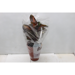 DRACENA VARIADA P17