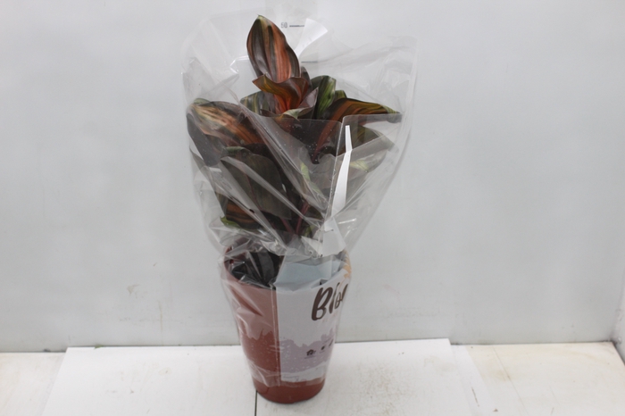 <h4>DRACENA VARIADA P17</h4>